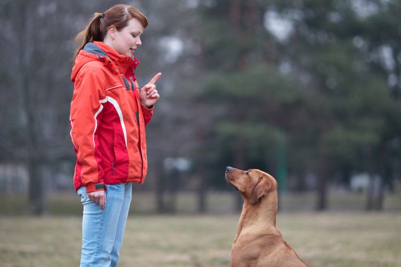 positive-based dog training