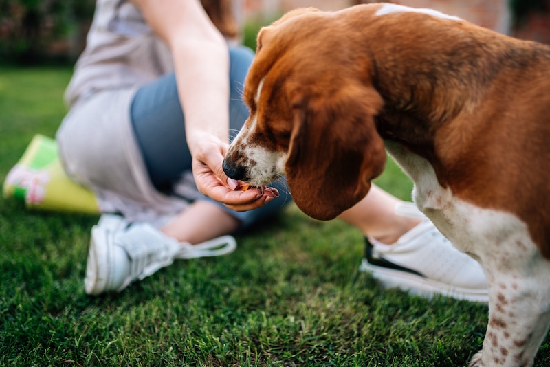 positive reinforcement training