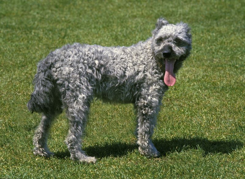 Pumi with Rear Dewclaws