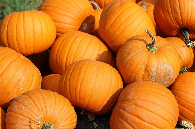 Pumpkin is a good source of fiber for dogs