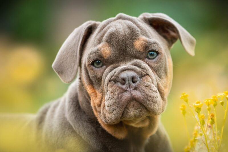 bulldog puppy in flowers