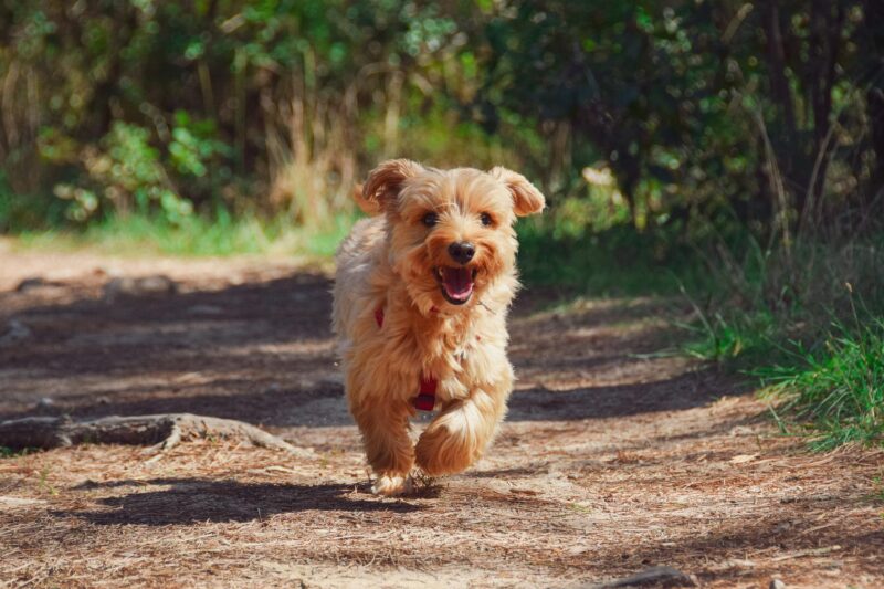 terrier running outdoors