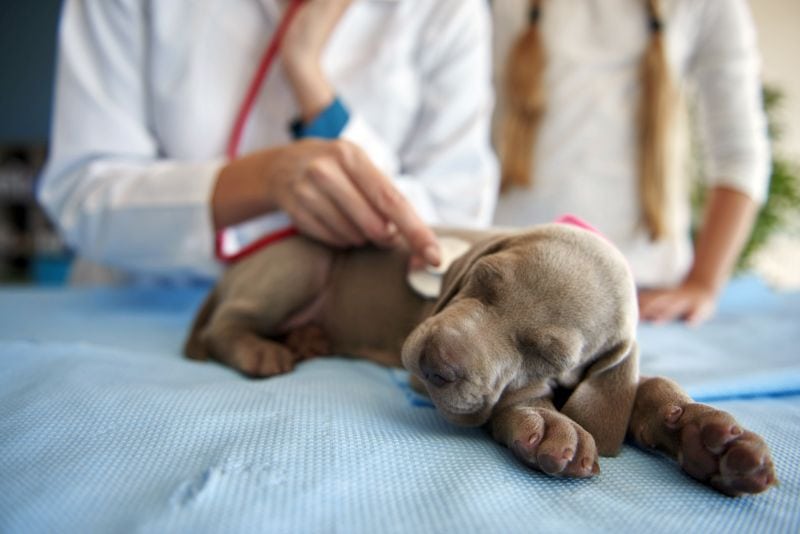 when to take puppy to vet