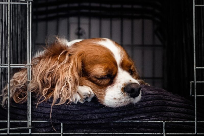 cavalier King Charles Spanish sleeping in crate