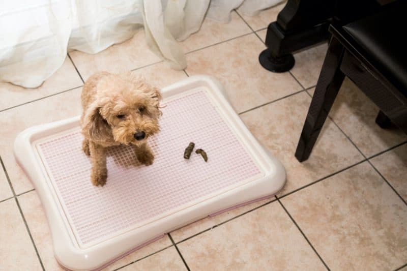 puppy potty pads