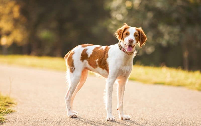 Questions About Best Dog Food for Brittany Spaniels