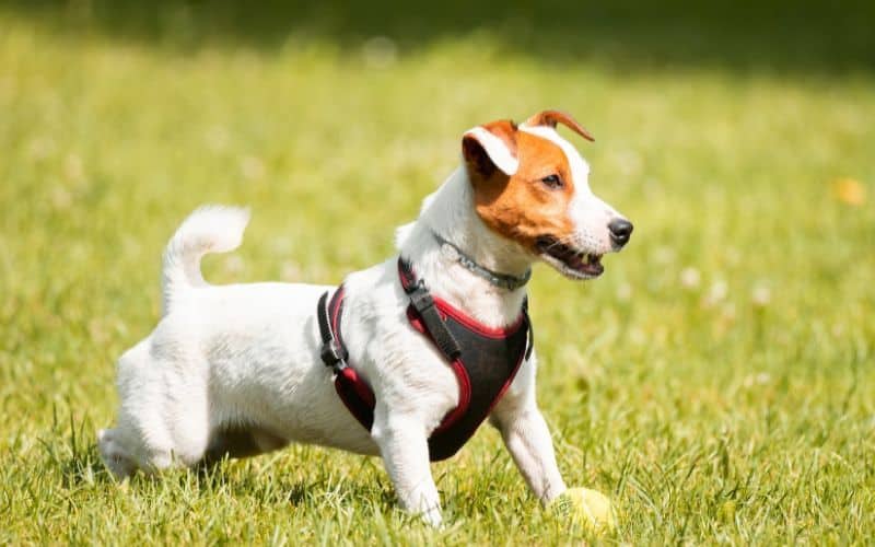 Questions about Best Dog Food for Jack Russells