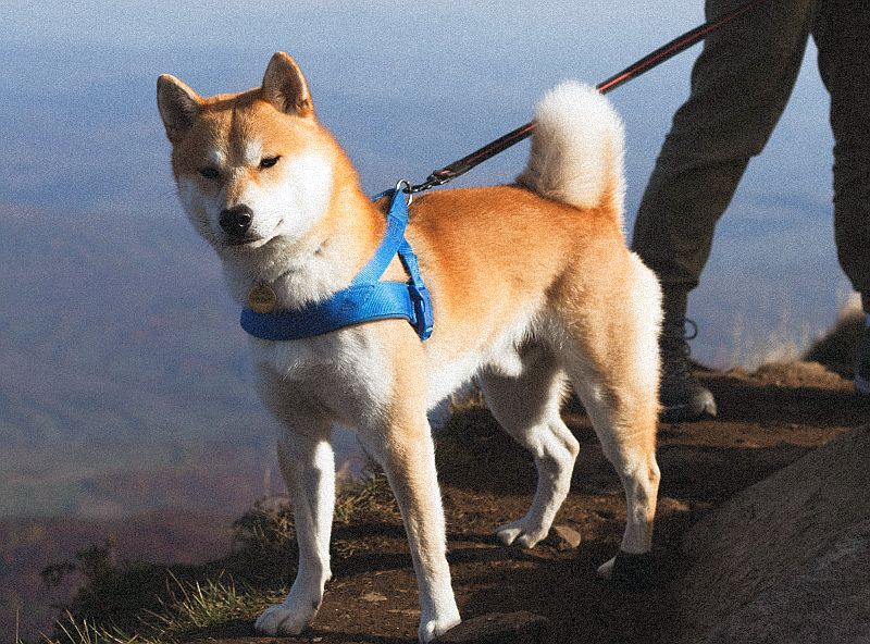 Hiking harness FAQ