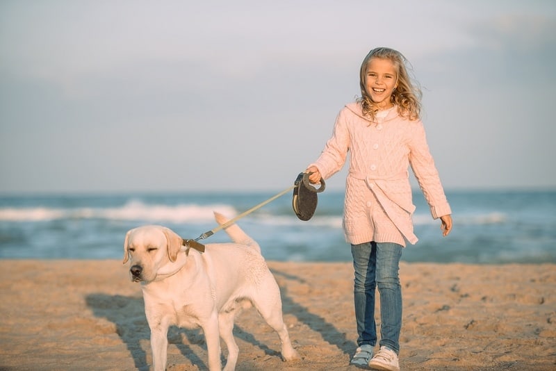 retractable dog leash