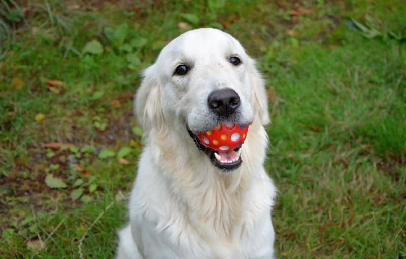 retrievers are best at fetch