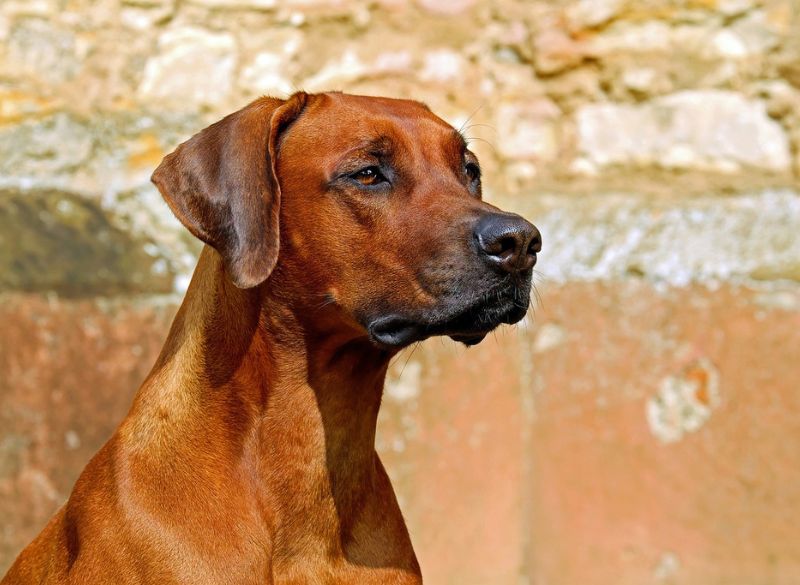 Sighthound Dog Breeds_Rhodesian