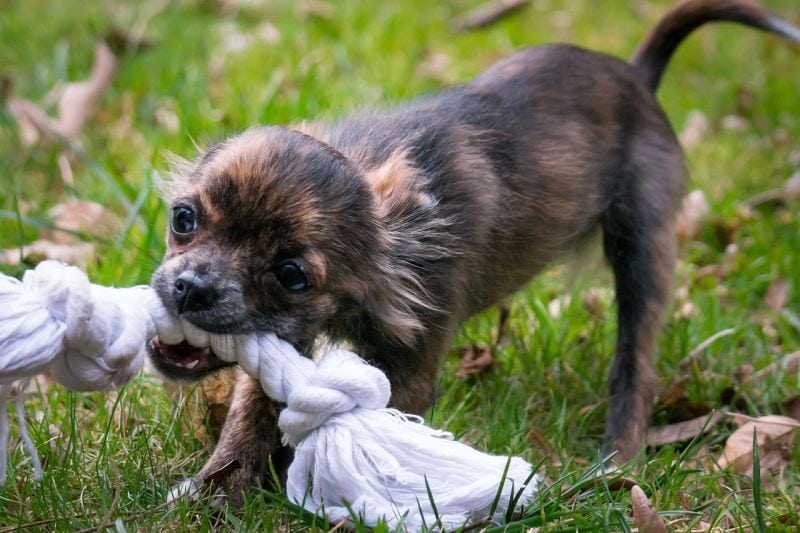 dog rope toys