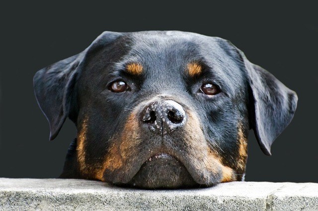 rottweiler guard dog