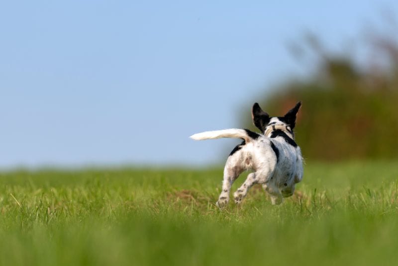 different situations for catching runaway dog