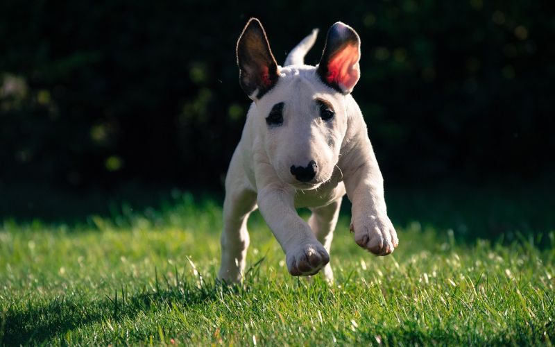 running puppy