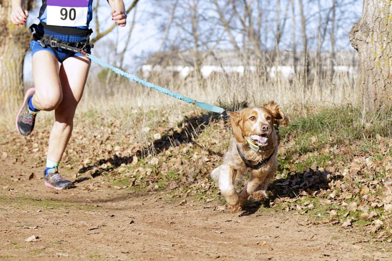 running equipment for dog