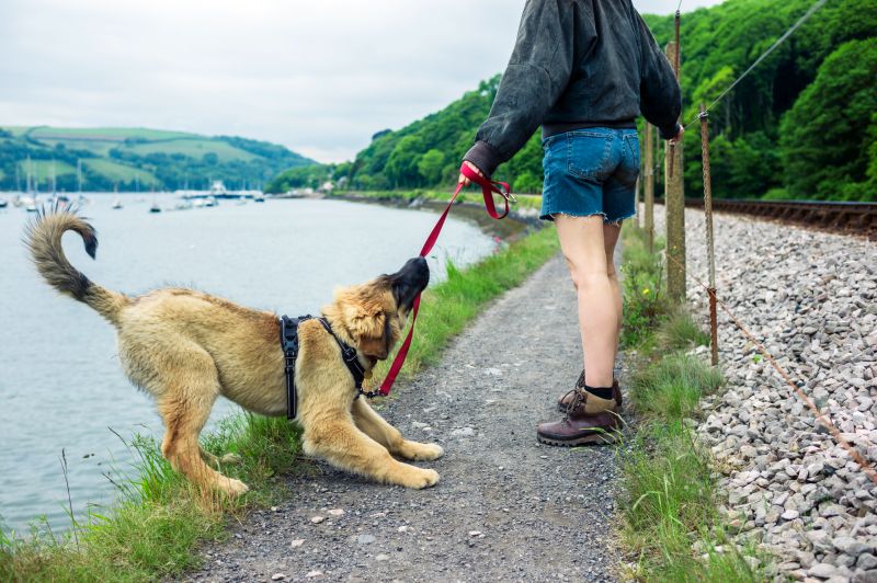 running problems for dogs