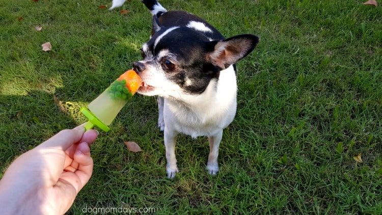 frozen treats for puppies