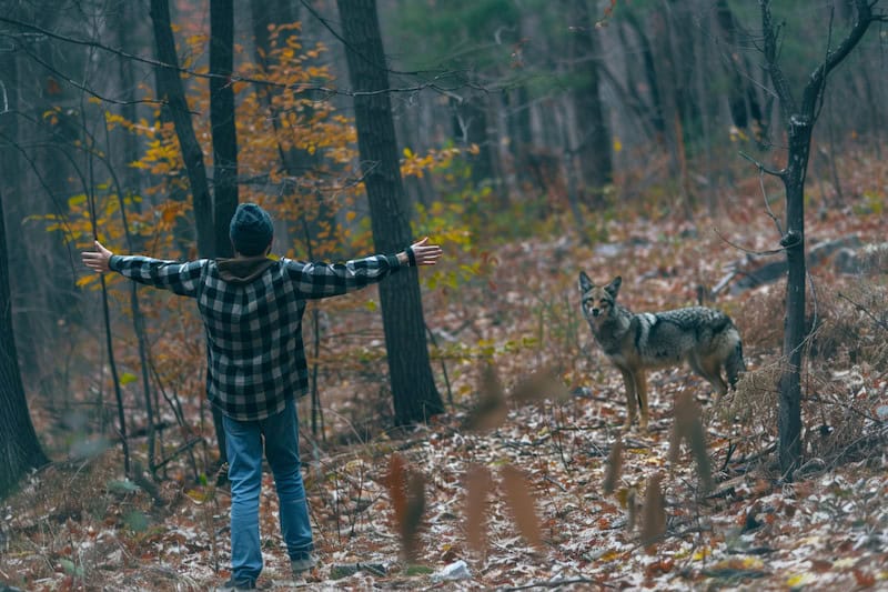 scaring off coyote