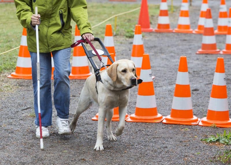 Training dog for service work