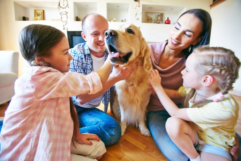 friendly service dogs