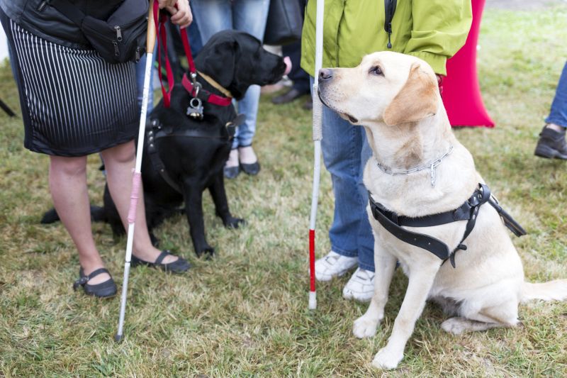 service dogs for blind people