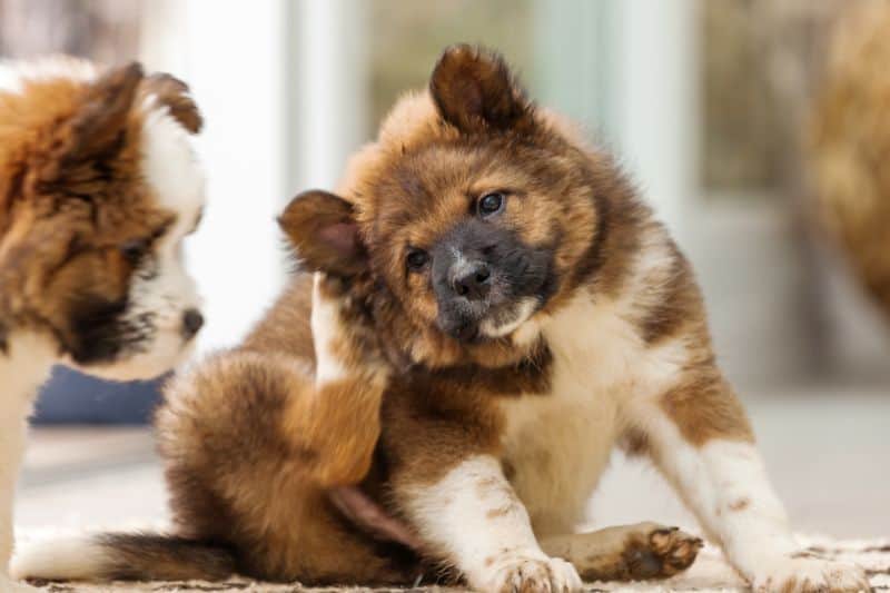 Dog Shampoo for Itchy Skin