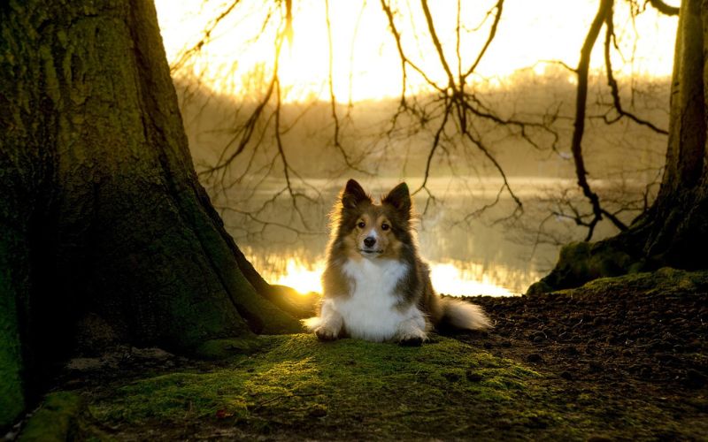 Shetland Sheepdog lying near lake