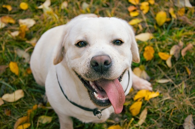 signs of confident dog