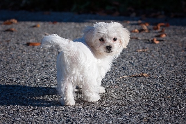 small dog hawk attack