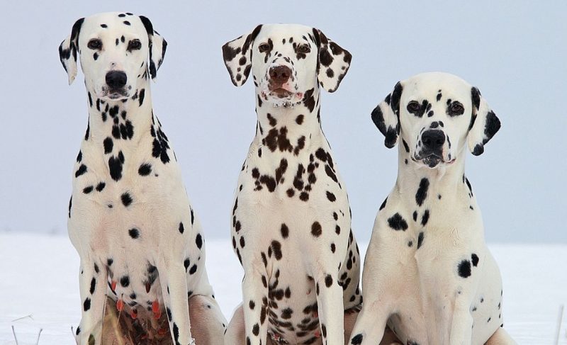 Spotted Dog Breeds