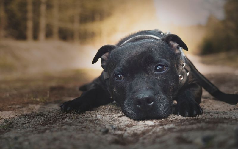 Staffordshire Bull Terrier lying on ground