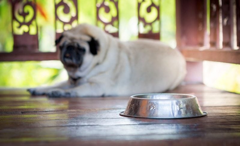 Stainless Steel Water Bowl for Dogs