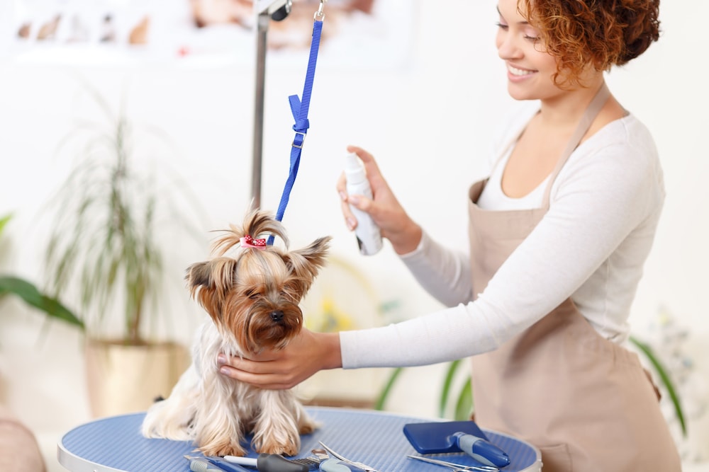 how to start a dog grooming business