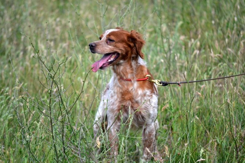 training chicken-killing dog