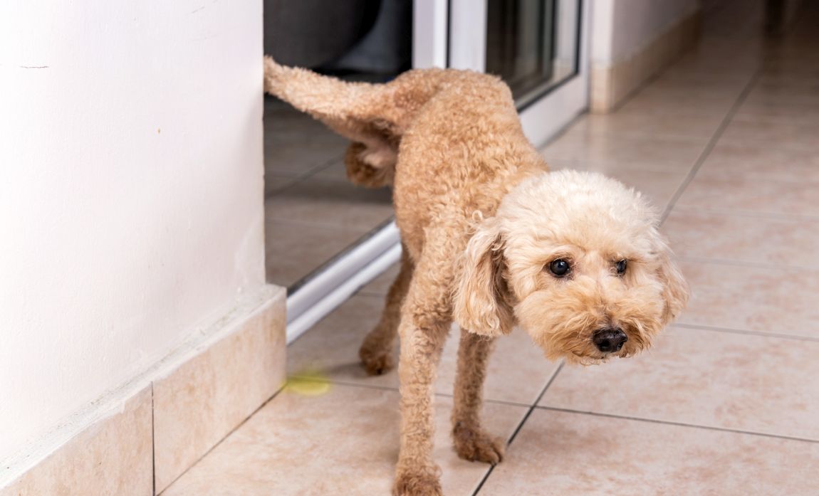 how to stop dog marking indoors