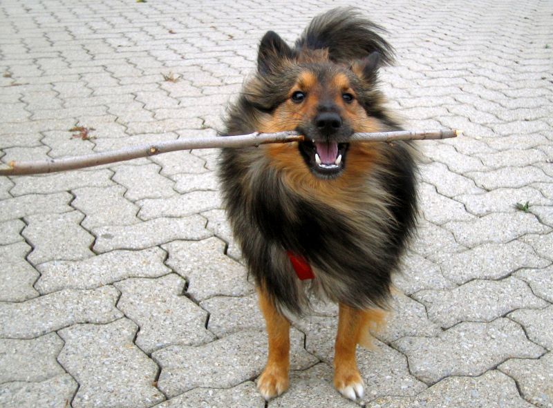 how to stop your dog from eating sticks