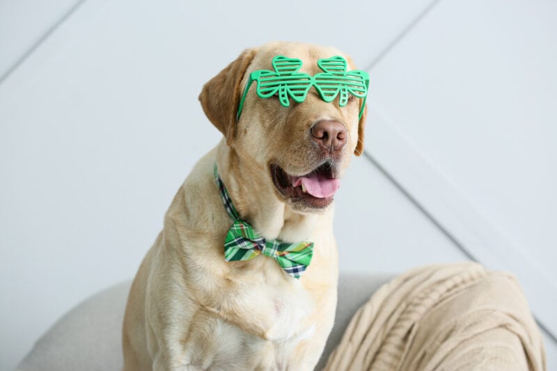 st-patricks-day-with-dog