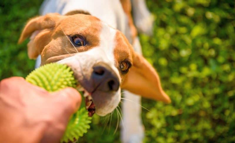 Teaching Dog to Drop It