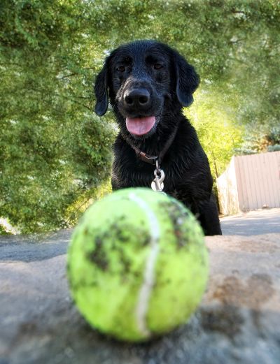 are tennis balls safe for dogs