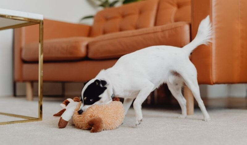 dog with plush grunting toy