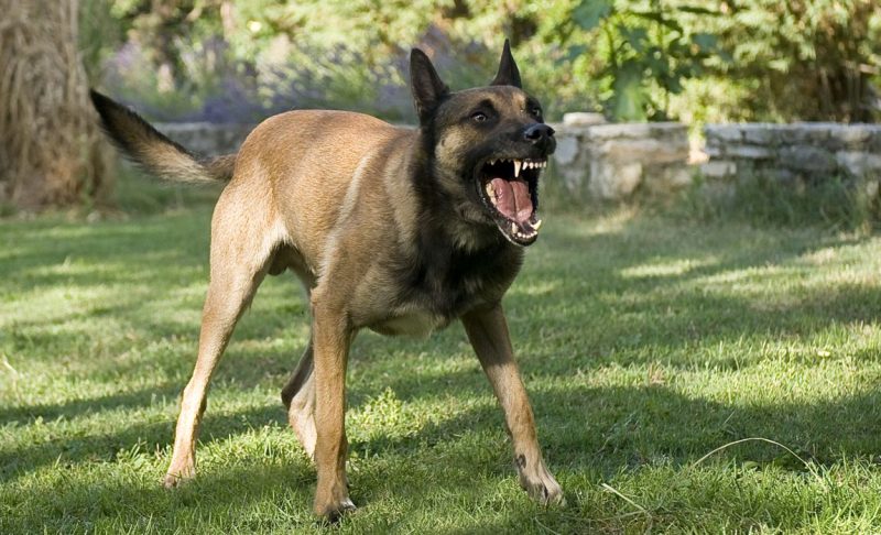 Territorial Aggression in Dogs