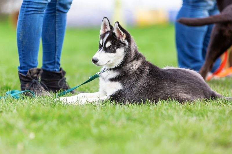 leashes for puppies