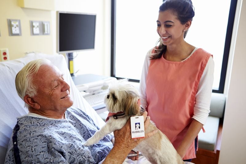 therapy dogs help cheer up people