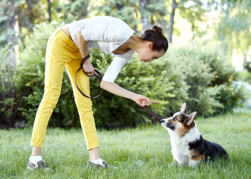 things not to do to stop dog digging