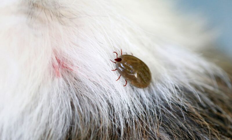 Ticks spread Lyme disease