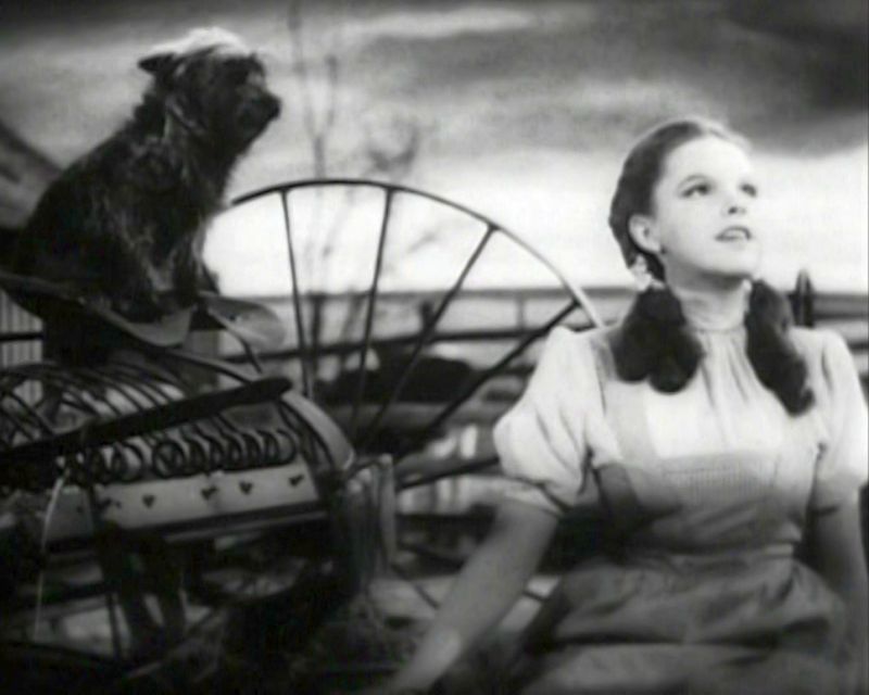 Toto Was Dorothy's Friend