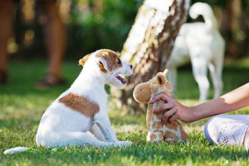 make a trade with your dog