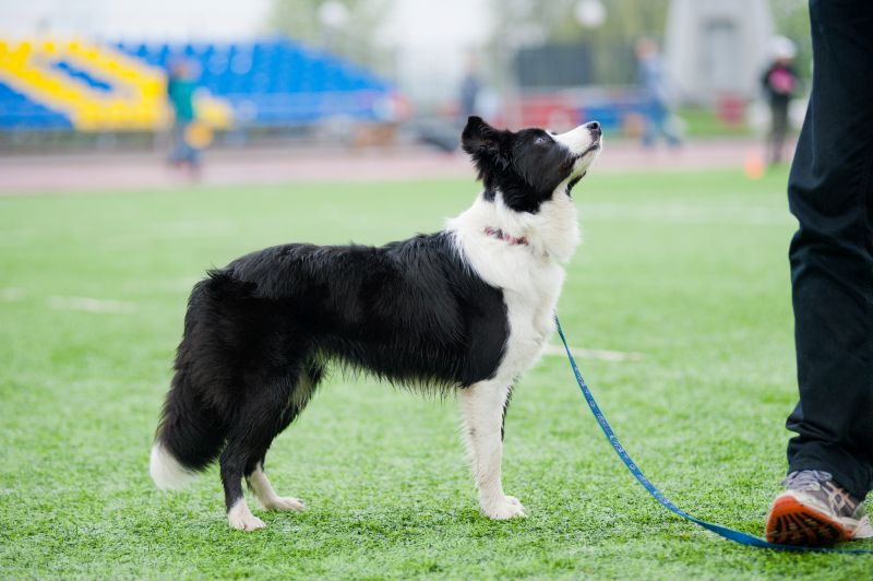 border collies are good service dogs