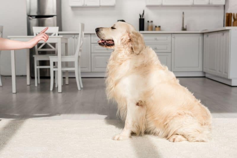 how to teach your dog to fetch beer